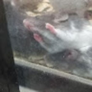 Meet your Posher, Bradley